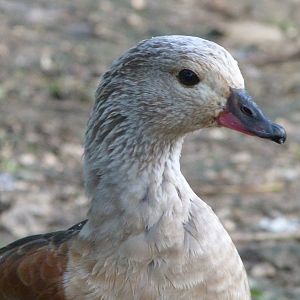 Orinoco goose -Zoo de Santillana del Mar (2024)