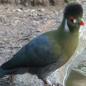 White-cheeked turaco -Zoo de Santillana del Mar (2024)