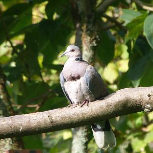 Red-eyed dove -Zoo de Santillana del Mar (2024)