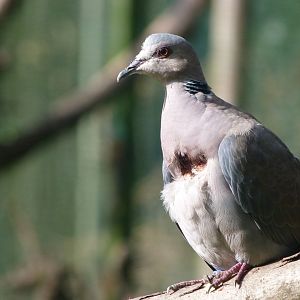 Red-eyed dove -Zoo de Santillana del Mar (2024)