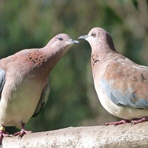 Laughing doves -Zoo de Santillana del Mar (2024)