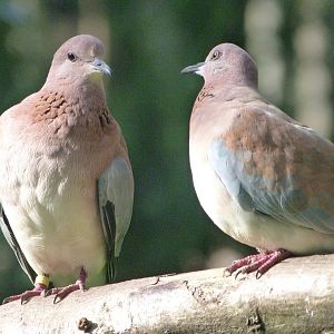 Laughing doves -Zoo de Santillana del Mar (2024)