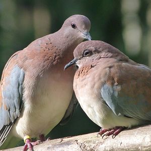 Laughing doves -Zoo de Santillana del Mar (2024)
