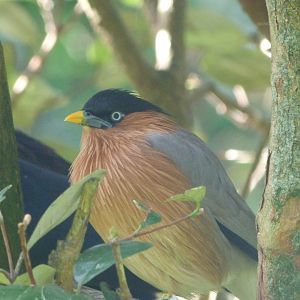 Brahminy starling -Zoo de Santillana del Mar (2024)