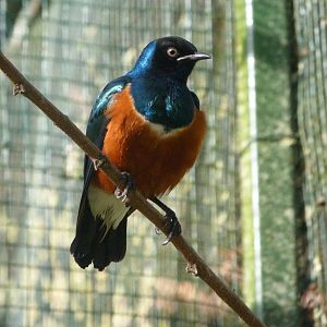 Superb starling -Zoo de Santillana del Mar (2024)