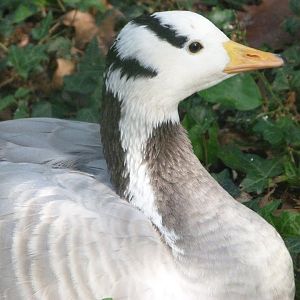 Bar-headed goose -Zoo de Santillana del Mar (2024)