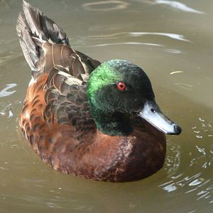 Chesnut teal -Zoo de Santillana del Mar (2024)