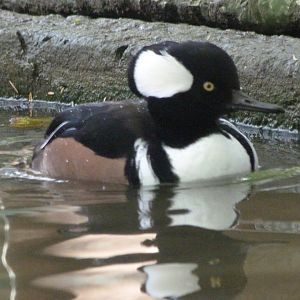 Hooded merganser -Zoo de Santillana del Mar (2024)