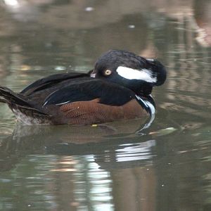 Hooded merganser -Zoo de Santillana del Mar (2024)