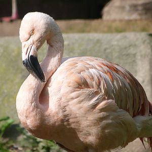Chilean flamingo -Zoo de Santillana del Mar (2024)