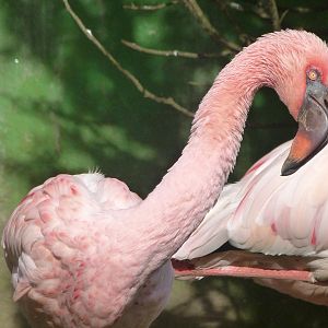 Lesser flamingo -Zoo de Santillana del Mar (2024)
