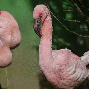 Lesser flamingo -Zoo de Santillana del Mar (2024)
