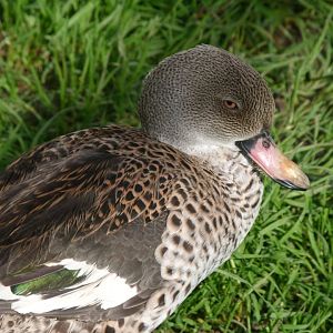Cape teal -Zoo de Santillana del Mar (2024)