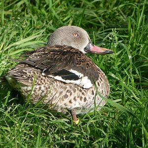 Cape teal -Zoo de Santillana del Mar (2024)