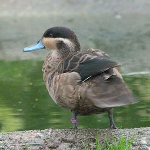 Blue-billed teal -Zoo de Santillana del Mar (2024)