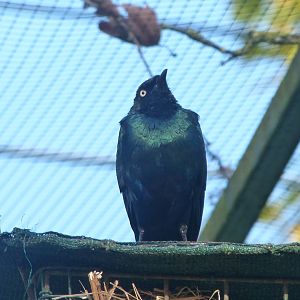 Long-tailed glossy-starling -Zoo de Santillana del Mar (2024)