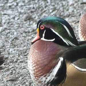 Wood duck -Zoo de Santillana del Mar (2024)