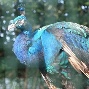 Indian peacock -Zoo de Santillana del Mar (2024)