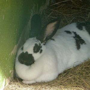English spot rabbit -Zoo de Santillana del Mar (2024)