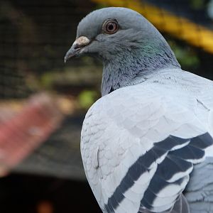 Homing pigeon -Zoo de Santillana del Mar (2024)