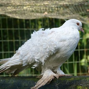 Frillback pigeon -Zoo de Santillana del Mar (2024)