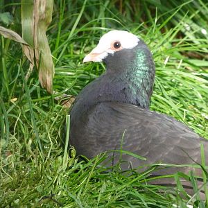 Rhine pigeon -Zoo de Santillana del Mar (2024)