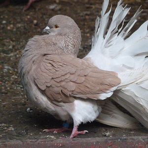 Fantail pigeon -Zoo de Santillana del Mar (2024)