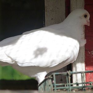 Catalonian figurita pigeon -Zoo de Santillana del Mar (2024)