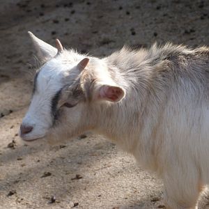 West African pygmy goat -Zoo de Santillana del Mar (2024)
