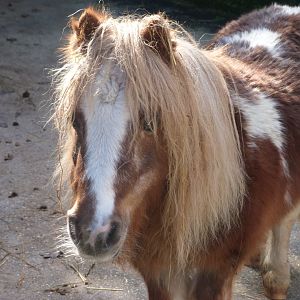 Shetland pony -Zoo de Santillana del Mar (2024)