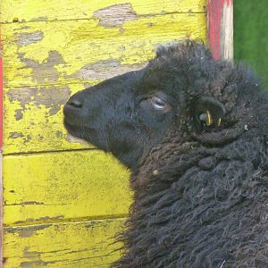 Ouessant sheep -Zoo de Santillana del Mar (2024)