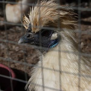 Japanese white silkie chicken -Zoo de Santillana del Mar (2024)