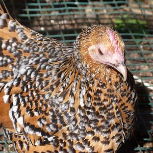 Dutch booted millefleur hen -Zoo de Santillana del Mar (2024)