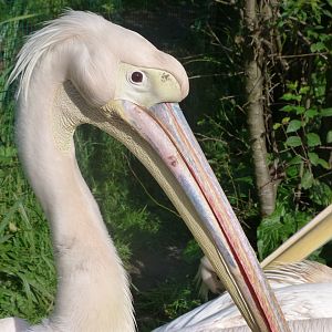 Great white pelican -Zoo de Santillana del Mar (2024)