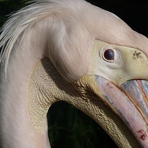 Great white pelican -Zoo de Santillana del Mar (2024)