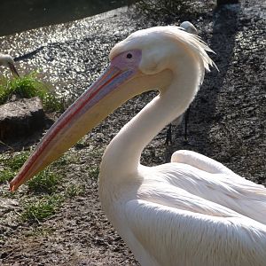 Great white pelican -Zoo de Santillana del Mar (2024)