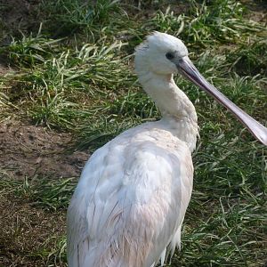 Eurasian spoonbill -Zoo de Santillana del Mar (2024)