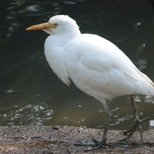 Western cattle egret -Zoo de Santillana del Mar (2024)