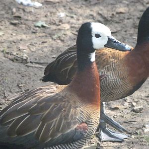 White-faced whistling duck -Zoo de Santillana del Mar (2024)