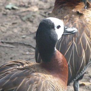 White-faced whistling duck -Zoo de Santillana del Mar (2024)