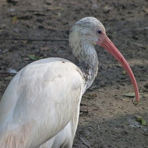 American white ibis -Zoo de Santillana del Mar (2024)