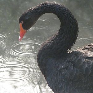 Black swan -Zoo de Santillana del Mar (2024)