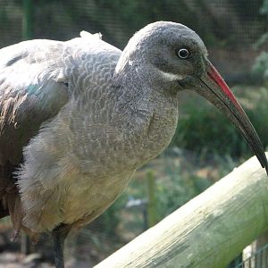 Hadada ibis -Zoo de Santillana del Mar (2024)