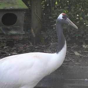 Red-crowned crane -Zoo de Santillana del Mar (2024)