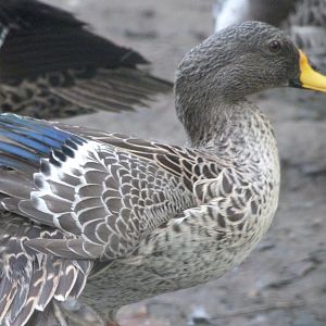Yellow-billed duck -Zoo de Santillana del Mar (2024)