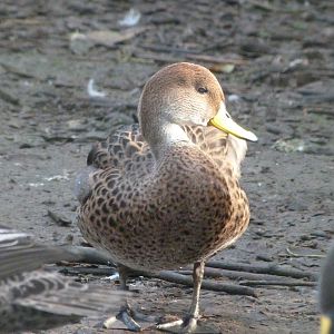 Speckled teal -Zoo de Santillana del Mar (2024)