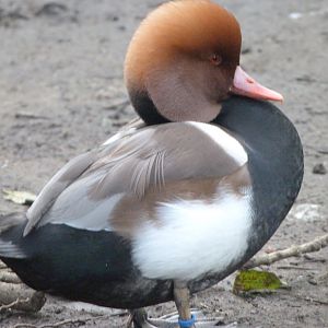 Red-crested pochard -Zoo de Santillana del Mar (2024)