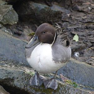 Northern pintail -Zoo de Santillana del Mar (2024)