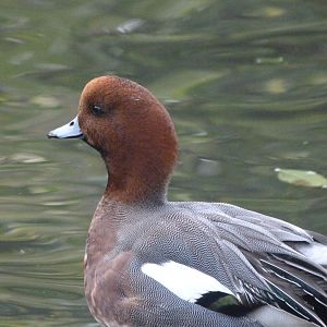 Eurasian wigeon -Zoo de Santillana del Mar (2024)