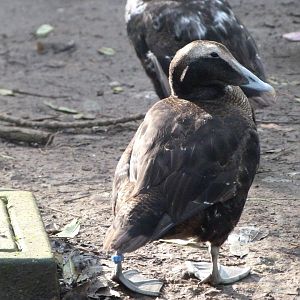 European eider -Zoo de Santillana del Mar (2024)
